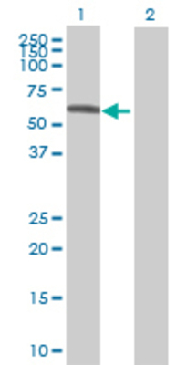Lane 1: ETS2 transfected lysate (51.7 KDa) Lane 2: Non-transfected lysate.