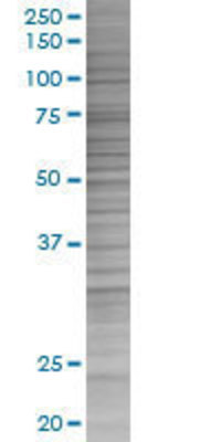 TSPAN8 transfected lysate.