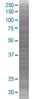IL4R transfected lysate