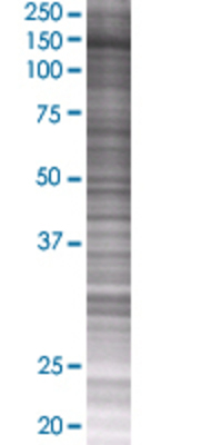 KIF4A transfected lysate.