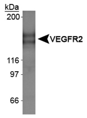 Western Blot: VEGF Receptor 2 Overexpression Lysate [NBL1-06701] - Western Blot on VEGFR2 overexpression lysates.