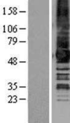 Western Blot: GPR50 Overexpression Lysate (Adult Normal) [NBP2-04269] Left-Empty vector transfected control cell lysate (HEK293 cell lysate); Right -Over-expression Lysate for GPR50.