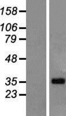 Western Blot: LUZP4 Overexpression Lysate (Adult Normal) [NBP2-07043] Left-Empty vector transfected control cell lysate (HEK293 cell lysate); Right -Over-expression Lysate for LUZP4.