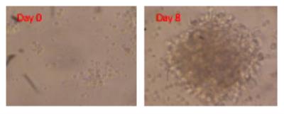 Immunohistochemistry: CD40 Ligand/TNFSF5 Lysate [DDX-S2-2] - PBMC culturedin the presence of DDX-S2