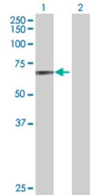 Lane 1: SLC6A4 transfected lysate (70.3 KDa) Lane 2: Non-transfected lysate.