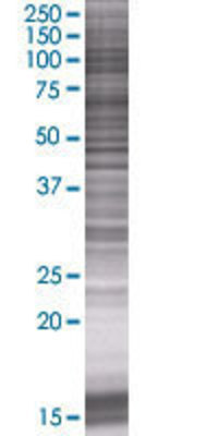 VNN1 transfected lysate.