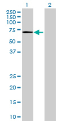 Lane 1: VNN1 transfected lysate (56.54 KDa) Lane 2: Non-transfected lysate.