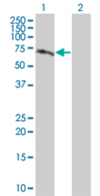 Lane 1: MEF2D transfected lysate (57.42 KDa) Lane 2: Non-transfected lysate.