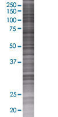 CRBN transfected lysate.