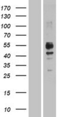 Western Blot: SLAMF7 Overexpression Lysate (Adult Normal) [NBP2-04383] Left-Empty vector transfected control cell lysate (HEK293 cell lysate); Right -Over-expression Lysate for SLAMF7.