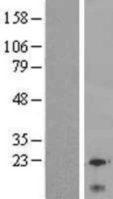 Western Blot: Ly-6G6C Overexpression Lysate (Adult Normal) [NBP2-06220] Left-Empty vector transfected control cell lysate (HEK293 cell lysate); Right -Over-expression Lysate for Ly-6G6C.