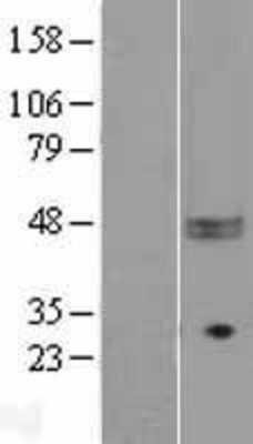 Western Blot: CD47 Overexpression Lysate (Adult Normal) [NBL1-08954] Left-Empty vector transfected control cell lysate (HEK293 cell lysate); Right -Over-expression Lysate for CD47.