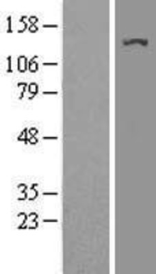 Western Blot: EHMT2 Overexpression Lysate (Adult Normal) [NBL1-10164] Left-Empty vector transfected control cell lysate (HEK293 cell lysate); Right -Over-expression Lysate for EHMT2.
