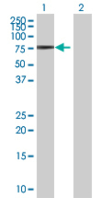 Lane 1: ZNFN1A2 transfected lysate (55.11 KDa) Lane 2: Non-transfected lysate.