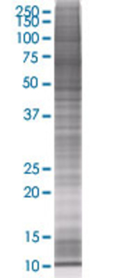GZMB transfected lysate
