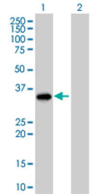 Lane 1: GZMB transfected lysate (27.28 KDa). Lane 2: Non-transfected lysate.