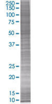 SCAP2 transfected lysate