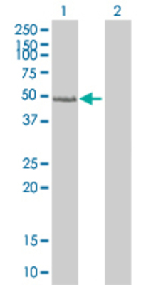 Lane 1: SCAP2 transfected lysate (39.6 KDa). Lane 2: Non-transfected lysate.