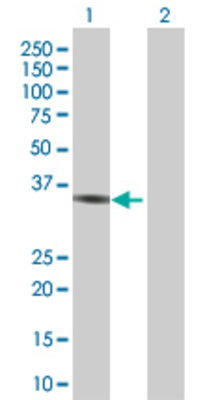 Lane 1: HEMK1 transfected lysate (37.29 KDa). Lane 2: Non-transfected lysate.