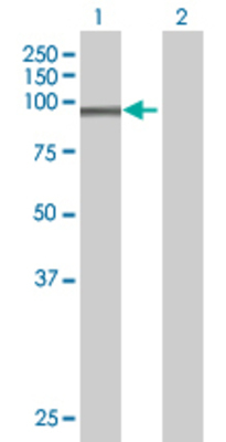 Lane 1: SLC26A2 transfected lysate (81.6 KDa) Lane 2: Non-transfected lysate.
