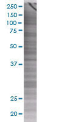 COP1 transfected lysate.