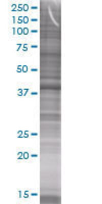 GNA15 transfected lysate
