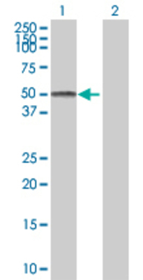 Lane 1: JUNB transfected lysate (38.28 KDa) Lane 2: Non-transfected lysate.