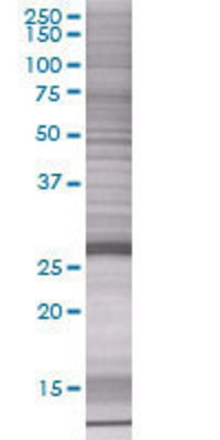 EFCBP2 transfected lysate.