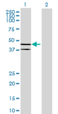 Lane 1: SERPINB7 transfected lysate (41.91 KDa) Lane 2: Non-transfected lysate.