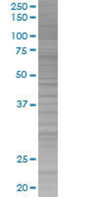 LILRB2 transfected lysate.