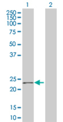Lane 1: LILRB2 transfected lysate (21.2 KDa) Lane 2: Non-transfected lysate.