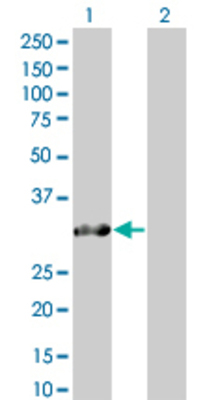 Lane 1: SNURF transfected lysate (26.51 KDa) Lane 2: Non-transfected lysate.