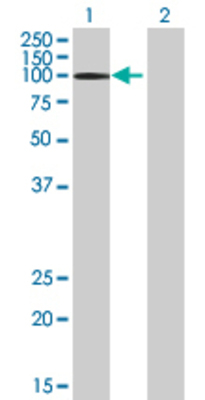 Lane 1: TGM1 transfected lysate (89.87 KDa) Lane 2: Non-transfected lysate.