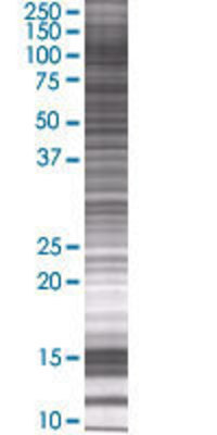 MANBA transfected lysate.