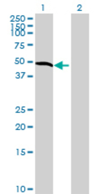 Lane 1: CPA3 transfected lysate (45.98 KDa) Lane 2: Non-transfected lysate.