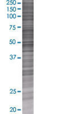 CPA3 transfected lysate.