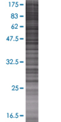 NANP transfected lysate.