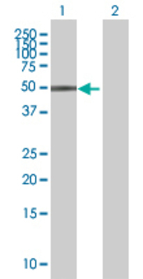 Lane 1: MYST1 transfected lysate (53.1 KDa) Lane 2: Non-transfected lysate.