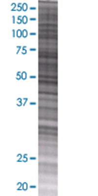 GNLY transfected lysate.