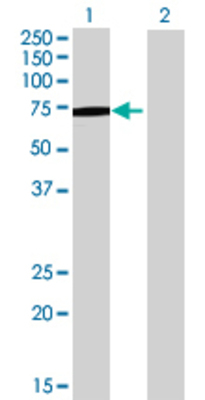 Lane 1: SERPIND1 transfected lysate (55 KDa) Lane 2: Non-transfected lysate.