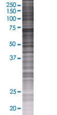SERPIND1 transfected lysate.