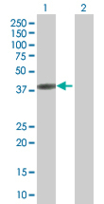 Lane 1: GRAP2 transfected lysate (37.9 KDa). Lane 2: Non-transfected lysate.