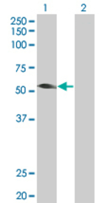 Lane 1: TRIM31 transfected lysate (46.75 KDa) Lane 2: Non-transfected lysate.