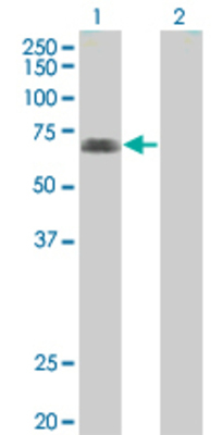 Lane 1: EIF4G1 transfected lysate (70.95 KDa) Lane 2: Non-transfected lysate.