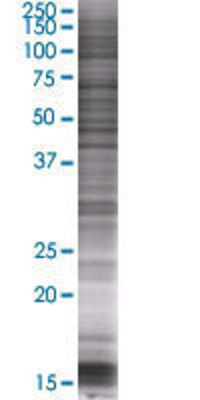 PIGH transfected lysate.