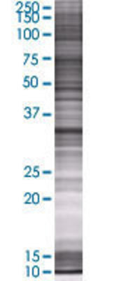 MPST transfected lysate.