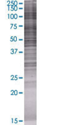CFH transfected lysate.