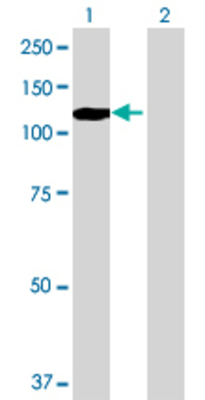 Lane 1: EPB41L1 transfected lysate (85.8 KDa) Lane 2: Non-transfected lysate.