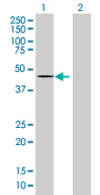 Lane 1: PANX1 transfected lysate (48.1 KDa) Lane 2: Non-transfected lysate.