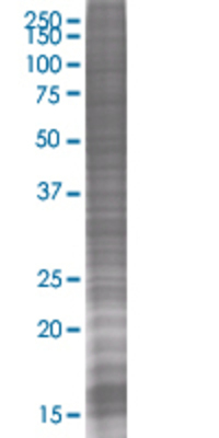 FOXI1 transfected lysate